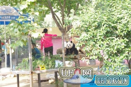 郑州死亡大熊猫被指曾遭虐待 园方动辄鞭打的图片 第1张