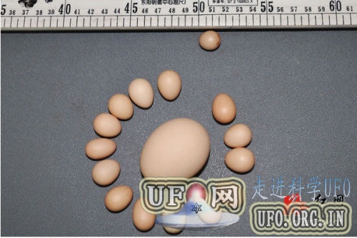 母鸡产出袖珍鸡蛋小如硬币 最轻者不足2克的图片 第1张