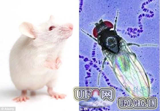 科学家描绘老鼠果蝇视神经 有助揭开大脑谜团的图片 第1张