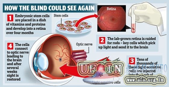 科学家利用干细胞培育视网膜：可恢复老鼠视力的图片 第2张