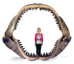 史前巨齿鲨大复活：可一口咬掉霸王龙头部的图片 第1张