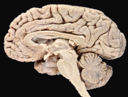 最新研究发现大脑可根据搜索目标改变功能的图片 第1张