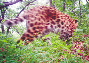 黑龙江省近30年首次拍到野生东北豹实体影像的图片 第2张