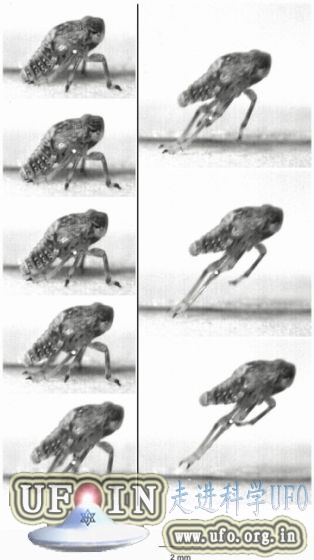 昆虫后腿首次发现高速机械齿轮：有助跳跃的图片 第5张