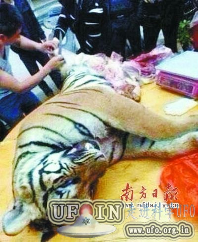 广东雷州近年10只老虎被杀：虎骨1斤7000元的图片