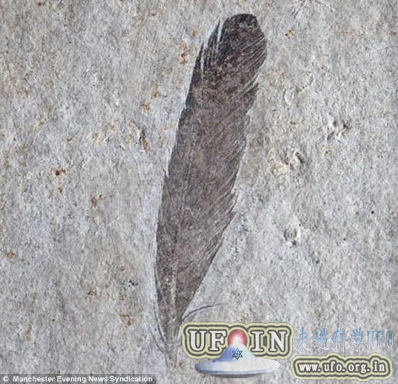 科学家绘制最清晰始祖鸟羽毛图像：并非全黑的图片 第3张