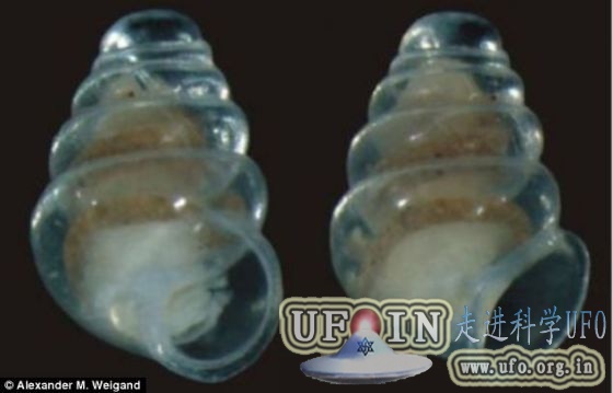 克罗地亚最深洞穴发现贝壳透明蜗牛(图)的图片 第1张