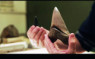 史前巨齿鲨大复活：可一口咬掉霸王龙头部的图片 第3张