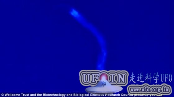 显微镜观察蚯蚓死亡过程：蓝色光波体内传播的图片 第2张