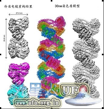  30nm染色质冷冻电镜结构及左手双螺旋结构模型