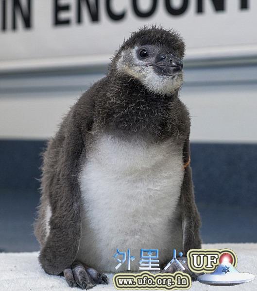 科学家首次人工受精孵化出企鹅
