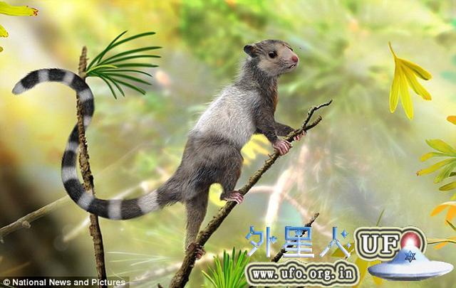 中国境内发现恐龙时代类似松鼠的新物种化石