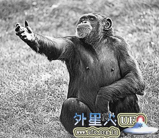 日本最新研究：黑猩猩短时记忆能够超越人类