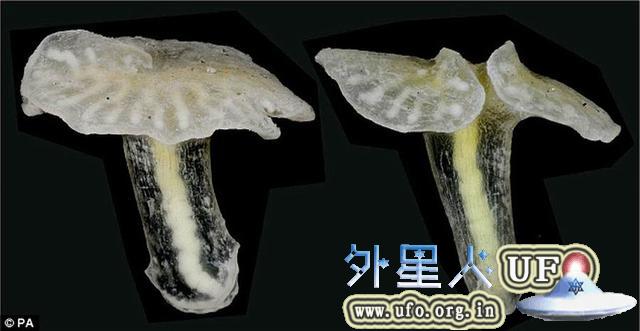 澳大利亚海底发现两种蘑菇状未知生物
