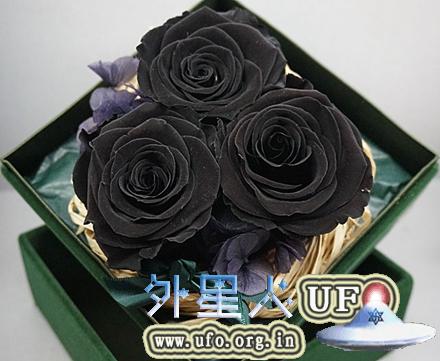 流言揭秘：真的有黑玫瑰吗？的图片