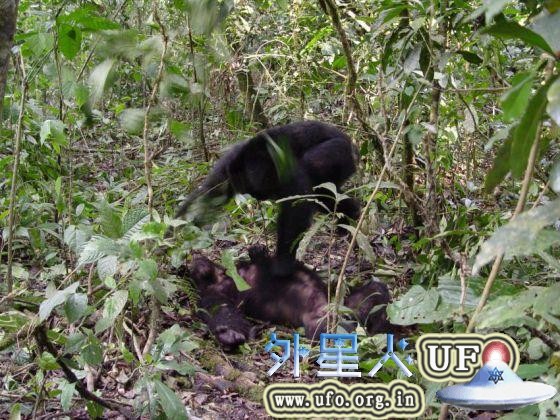 在乌干达基巴莱国家公园，一群雄性黑猩猩刚刚杀死邻近群落的一只雄性黑猩猩。 第1张