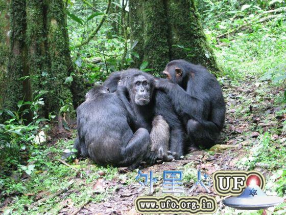  雄性黑猩猩们正在相互打扮 第2张
