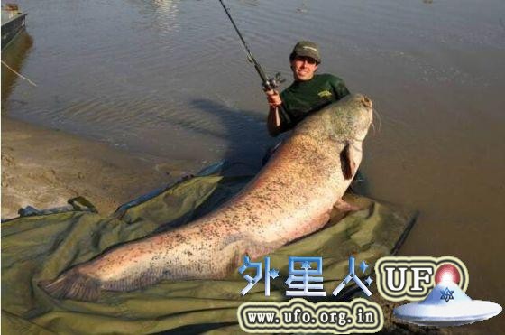 罕见！英渔民捕获长3.6米巨型鲶鱼