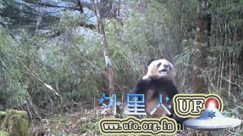 大熊猫竹林做出疑似自慰行为 专家称其正处发情期
