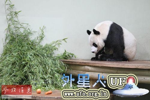 资料图片： 2013年8月9日，英国苏格兰爱丁堡动物园，大熊猫“甜甜”在熊猫馆室内活动。新华社记者郭春菊摄