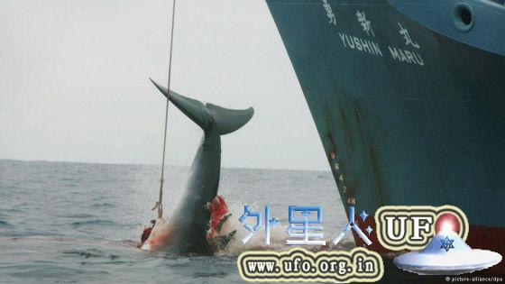 日本“科研捕鲸” 第2张
