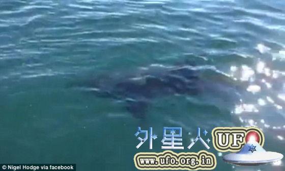 视频显示这只鲨鱼竟然长达4米多。 第2张