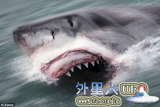大白鲨有着锯齿状的牙齿，1600米以外就能嗅到血腥味。 第3张