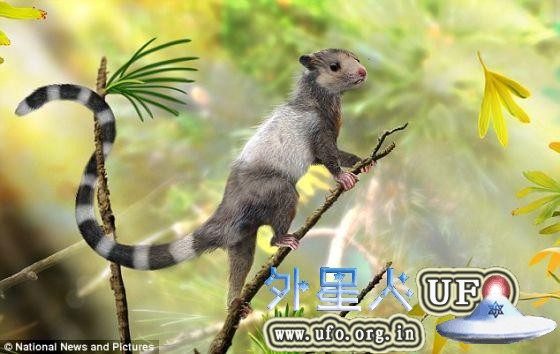 新近在辽宁省发现的3种大小与松鼠相当的小型动物化石显示哺乳动物早在大约2亿年前便已经出现在地球上。这是一张化石复原图，展示其中一种哺乳动物：宋氏仙兽生前可能的样子。这种小动物生活在侏罗纪的森林之中。 第1张