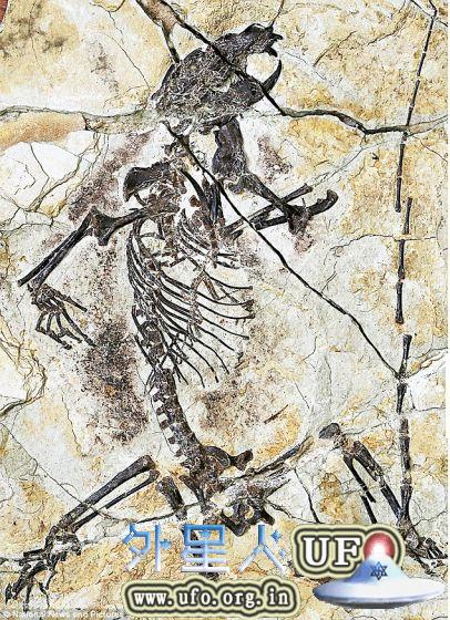 保存完好的化石，其属于一类已经灭绝的种属“贼兽”，此前科学家们对其了解仅停留在少量不完整的下颌骨和牙齿。本图展示的是此次命名的一个种：陆氏神兽，其属于真贼兽分支下的一类哺乳动物。其保存完好的骨骼化石显示其体态修长，拥有一条长尾巴。 第2张
